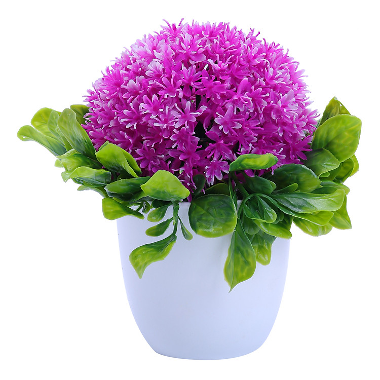 Chậu Cây Lùn Lớn