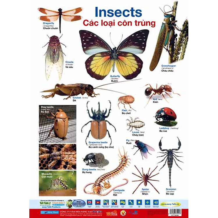 Sách Poster 2 Mặt - Các Loại Côn Trùng + Loài Bò Sát
