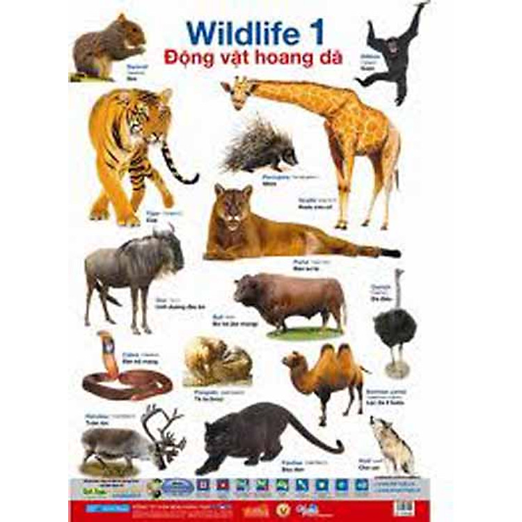 Sách Poster Lớn - Động Vật Hoang Dã 1