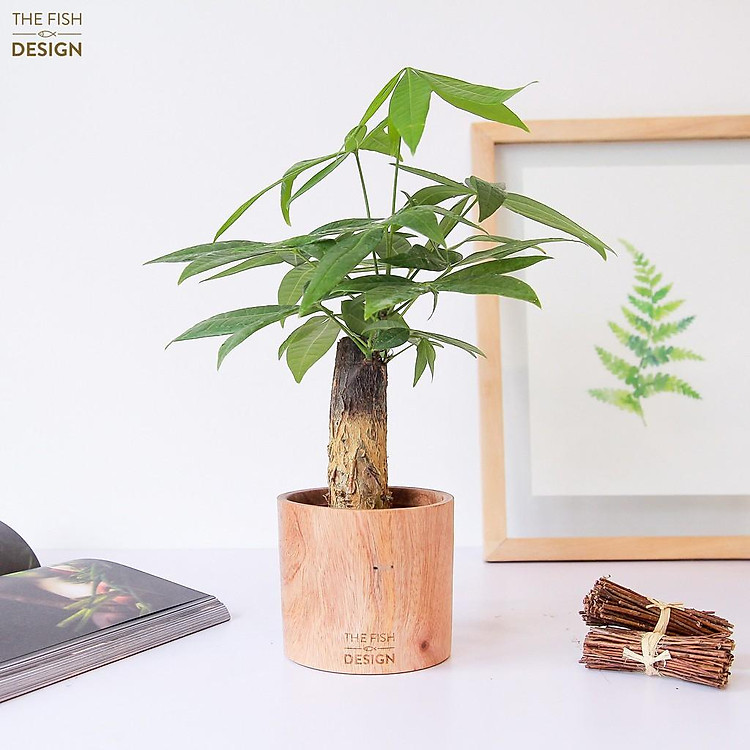 Chậu cây kim ngân 1 thân phong thủy may mắn tài lộc | THE FISH DESIGN size S