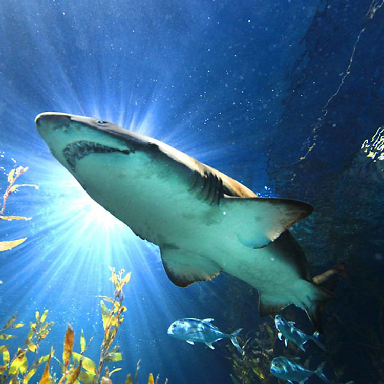 Vé Vào Cổng Thủy Cung Sea Life Bangkok Ocean World, Thái Lan