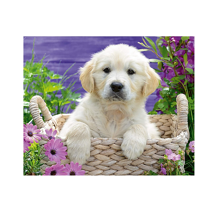 Mua Puzzle Golden Retriever 500 mảnh RAVENSBURGER Chính hãng Ưu đãi - Hình ảnh 3