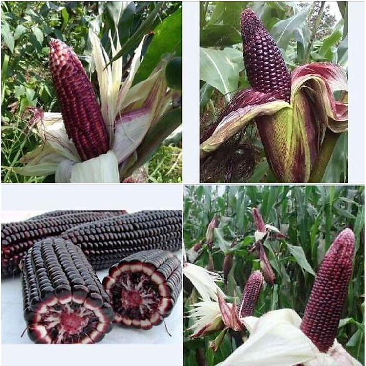 Hạt giống ngô nếp tím lai ,giống chuẩn F1 - Gói 30 hạt-tặng kèm gói phân bón lót