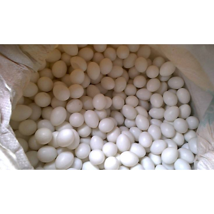 Combo 50 trứng nước cho chim bồ câu