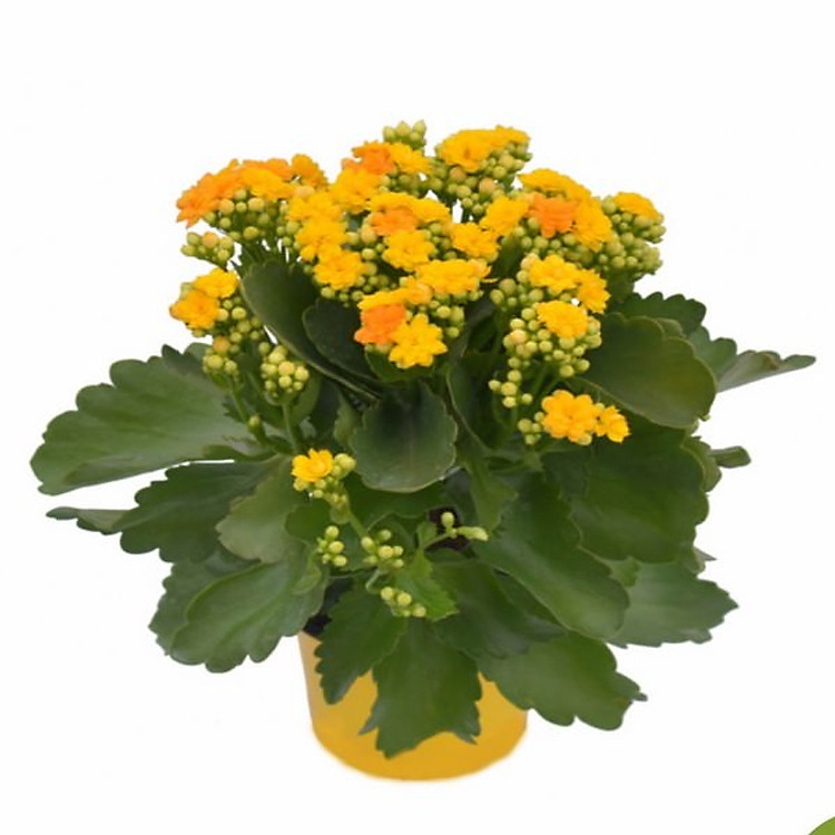 Chậu Cây Hoa Sống Đời Màu Vàng