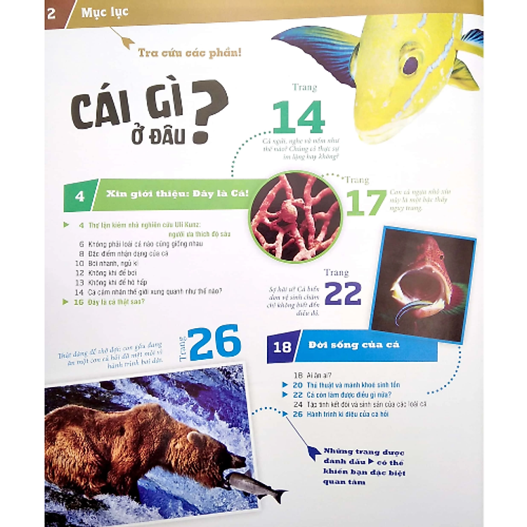 Thế Nào Và Tại Sao - Các Loài Cá - Thế Giới Diệu Kì Dưới Nước - Ảnh 3