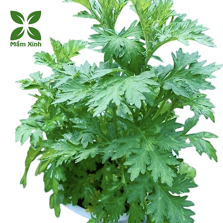 Cây Ngải Cứu Trồng Chậu– Lá Xanh, Dễ Trồng, Dễ Chăm