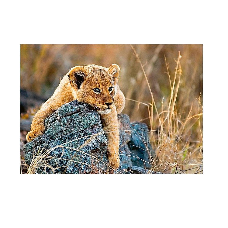 Mua Puzzle Little Lion 200 mảnh RAVENSBURGER Chính hãng Giá tốt - Hình ảnh 2