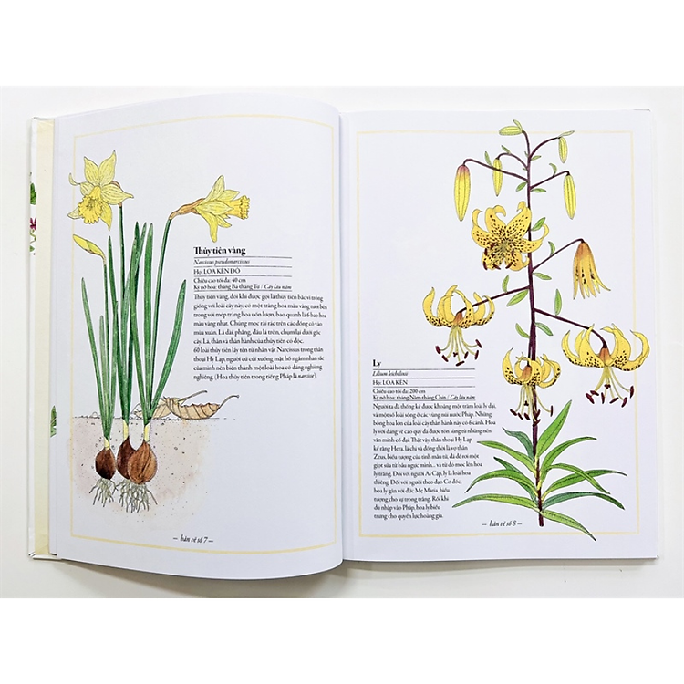Bách Khoa Thư Cho Cả Nhà – Thế Giới Các Loài Hoa Bằng Tranh - Ảnh 3