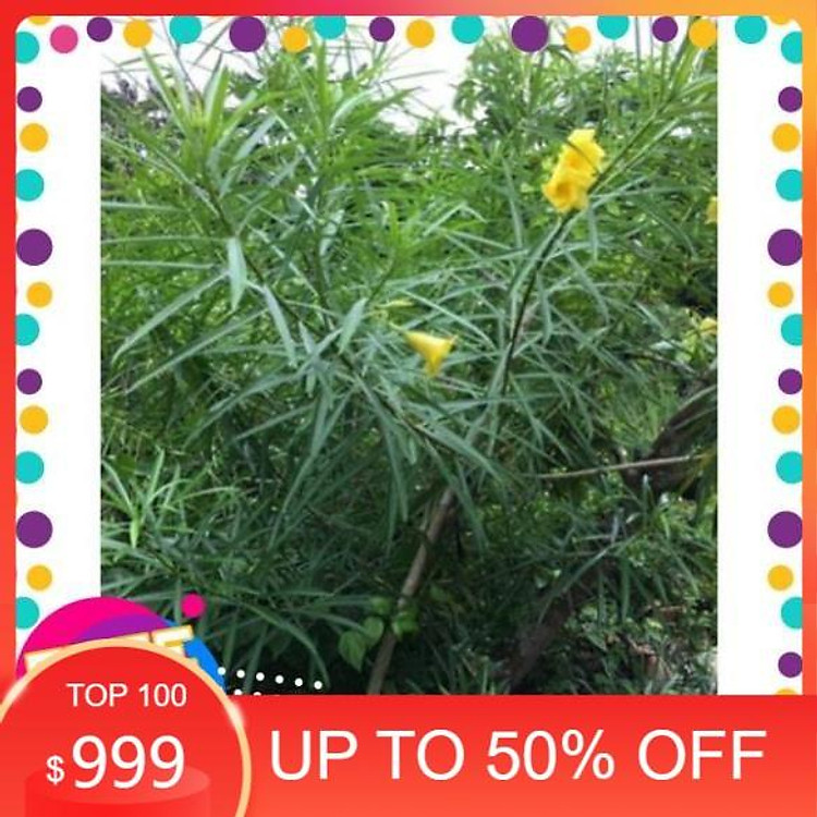 Cây trúc đào hoa vàng +Tặng 02 cây nhót ngọt