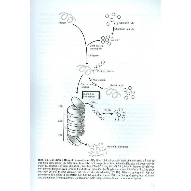 Bệnh Học Đại Cương (Dùng Cho Đào Tạo Bác Sĩ Và Học Viên Sau Đại Học) - Ảnh 6