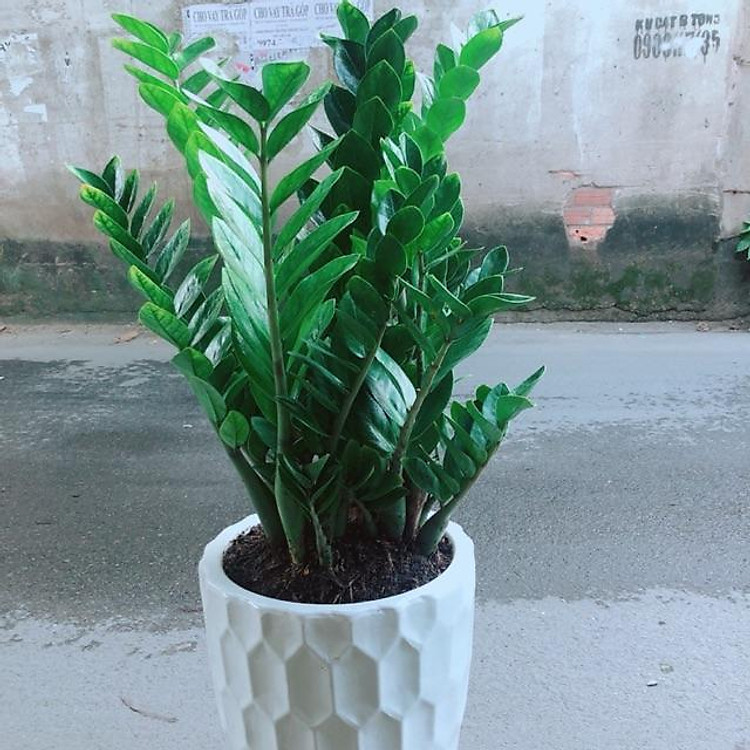 Chậu Kim Phát Tài (Kim Tiền)