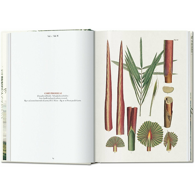 The Book of Palms. 40th Ed - Ảnh 4