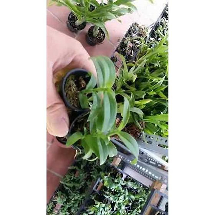 Phi điệp gái nhảy hàng giống