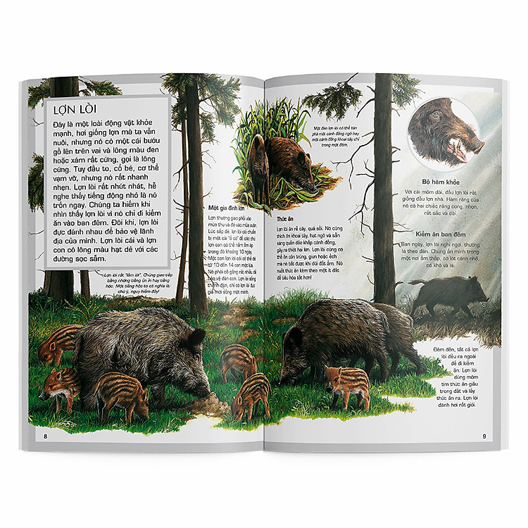 Động Vật Rừng - Ảnh 3