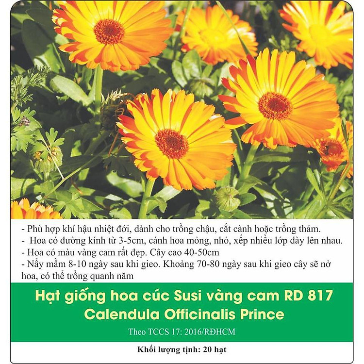 Hạt Giống Hoa Cúc Susi Vàng Cam