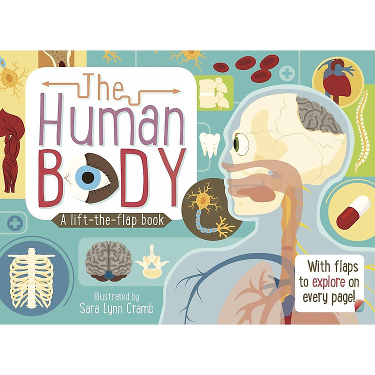Lift The Flaps: Human Body - Ảnh 3