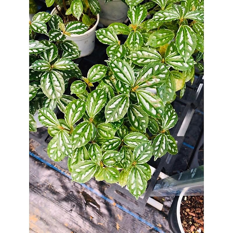 Cây Hổ Nhĩ Trắng