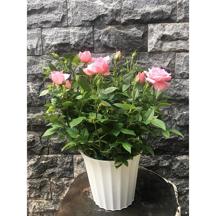 Chậu hoa hồng để bàn