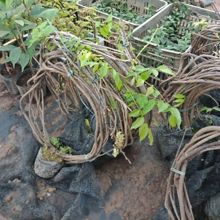 Cây hoa tử đằng dây leo dạng cuộn giống