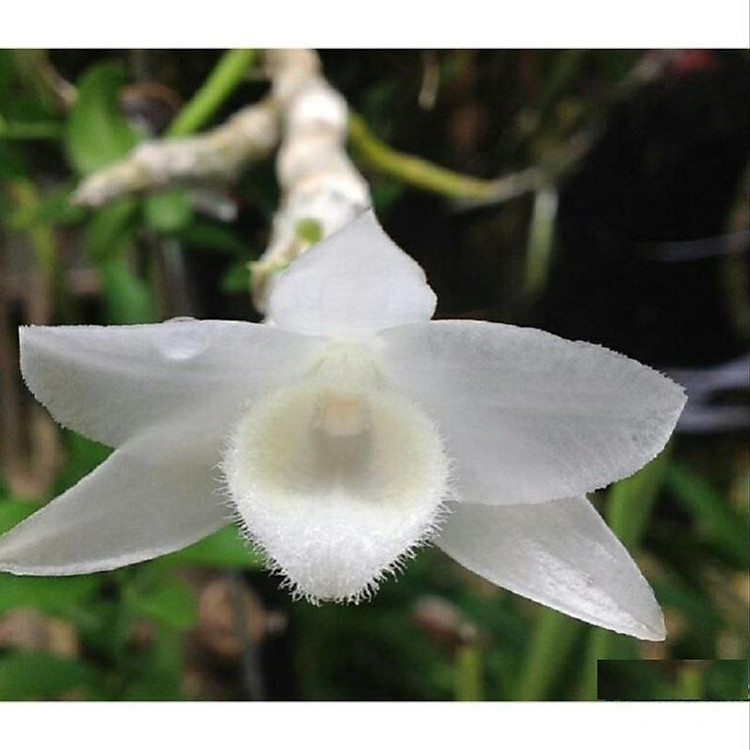 Cốc phi điệp 5 cánh trắng ĐÀI LOAN (5ct)- hàng CẤY MÔ - hoa TÙY DUYÊN - hoa siêu đẹp