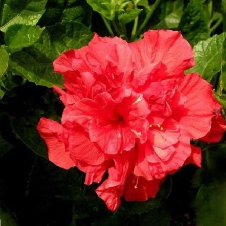 CHẬU CÂY DÂM BỤT LÙN CÁNH KÉP MÀU ĐỎ