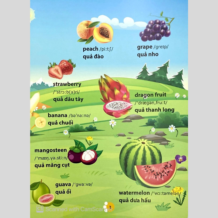 Từ Điển Phát Triển Ngôn Ngữ Bằng Hình Dành Cho Trẻ Mầm Non - Ảnh 3