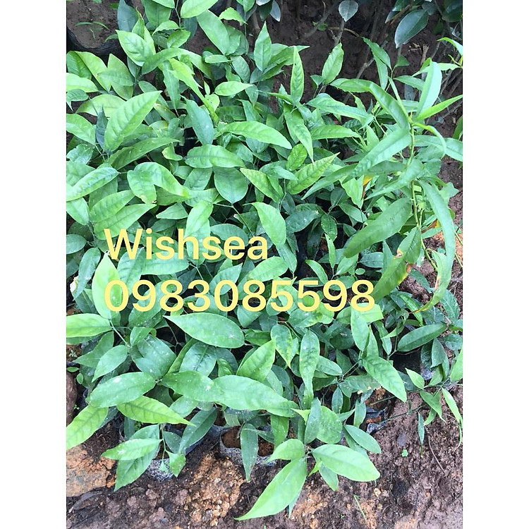 cây rau ngót rừng (combo 2 cây)