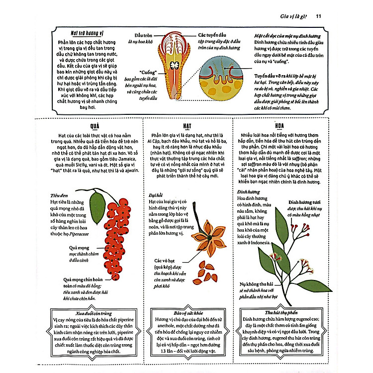 Khoa Học Về Gia Vị - Hiểu Các Kết Nối Hương Vị Và Cách Mạng Hóa Việc Nấu Ăn - Ảnh 7
