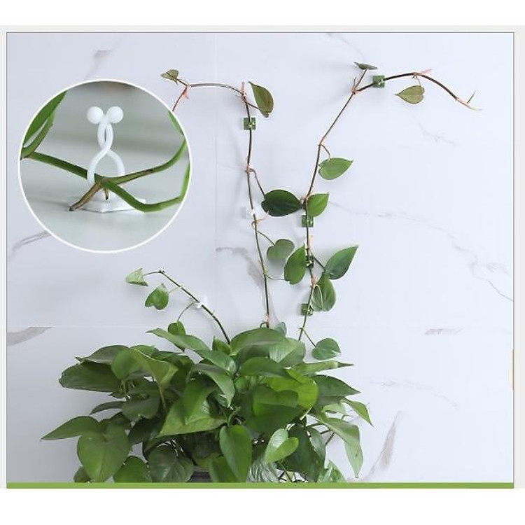 10 KẸP CỐ ĐỊNH CÂY DÂY LEO