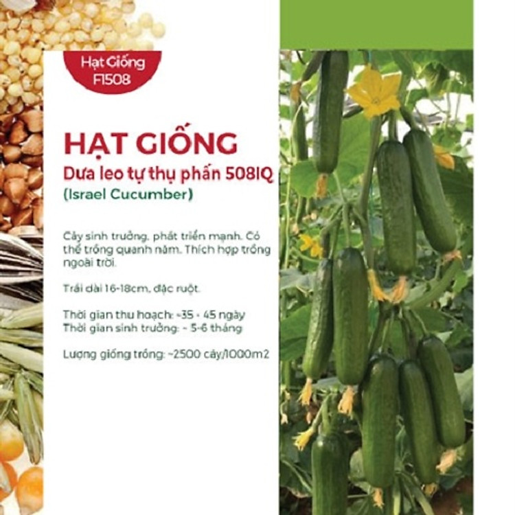 Hạt Giống Dưa Leo Tự Thụ Phấn Israel F1 508IQ ( 3 Gói )