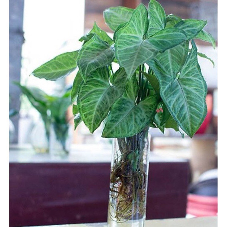 Cây tróc bạc thủy sinh