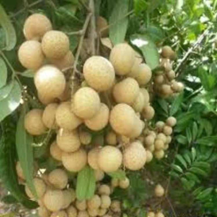 Cây giống nhãn không hạt Thái Lan cây giống chuần sai quả năng suất cao , cây đẹp, giống chuẩn