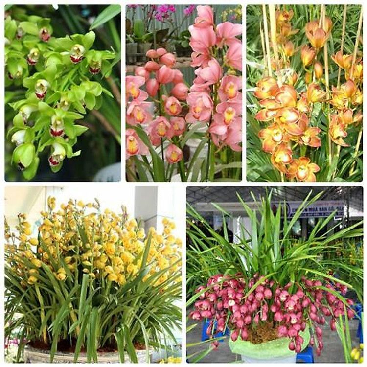 NGUYÊN CHẬU Hoa Địa Lan Santo HOA NỞ TẾT CÓ ĐỦ 10 MÀU