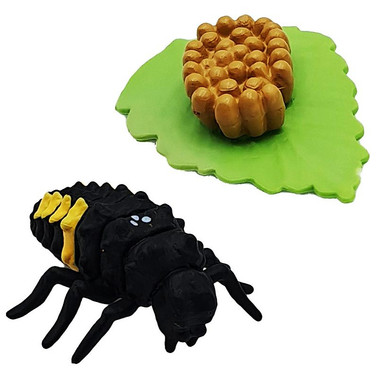 Bọ Rùa Mô Hình Vòng Đời Tự Nhiên Chính hãng Ưu đãi - Hình ảnh 4