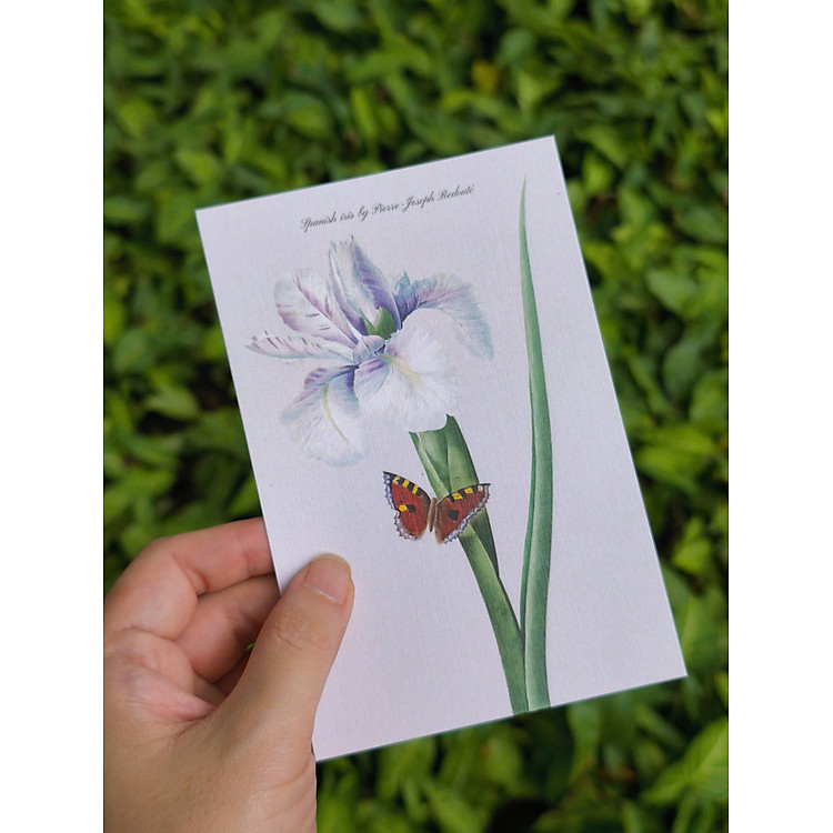 Bộ Postcard Petala & Folia - Giấy Mỹ Thuật 300g (100 chiếc) - Ảnh 7