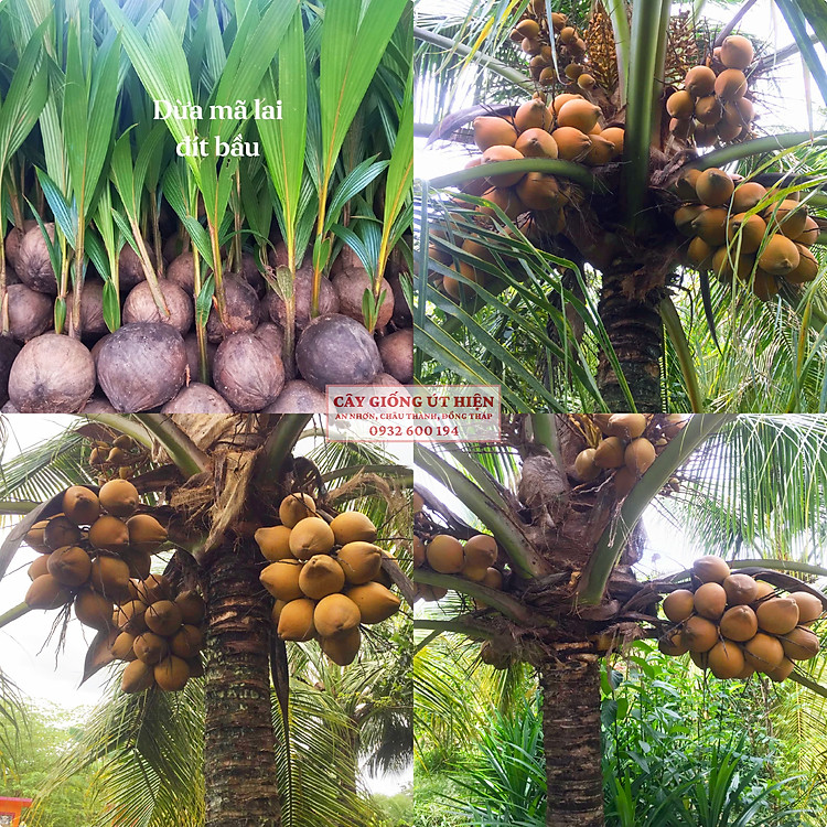 CÂY GIỐNG DỪA MÃ LAI ĐÍT BẦU