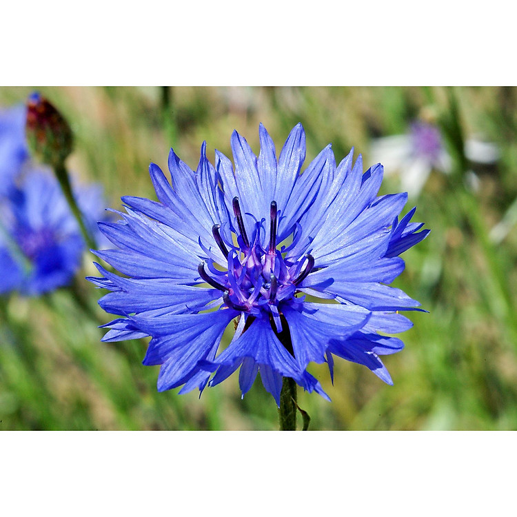 Bộ 10 gói Hạt giống hoa thanh cúc