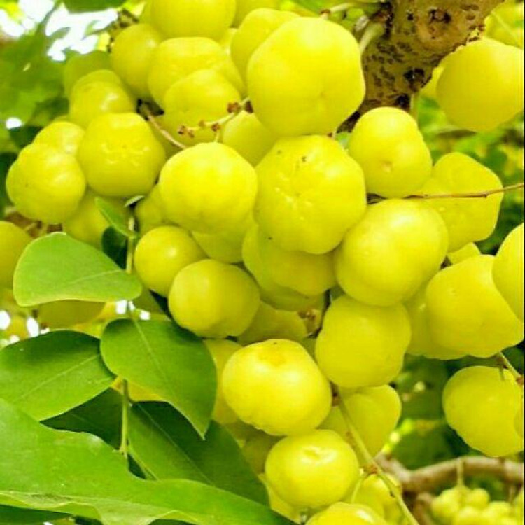 Cây chùm ruột ngọt cây siêu khỏe