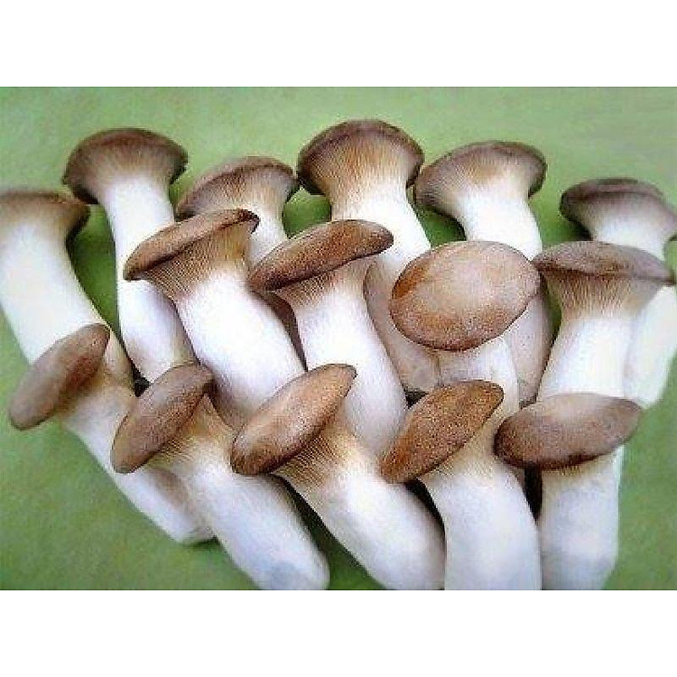 Nấm Đùi Gà- 1 gói