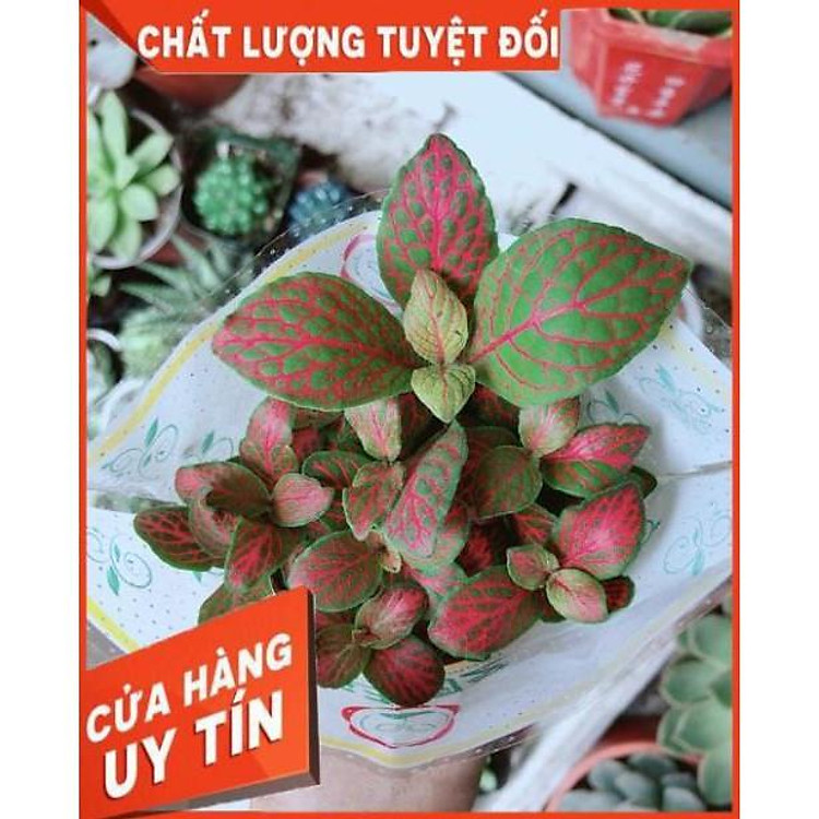 Cẩm Nhung Đỏ (lá may mắn)
