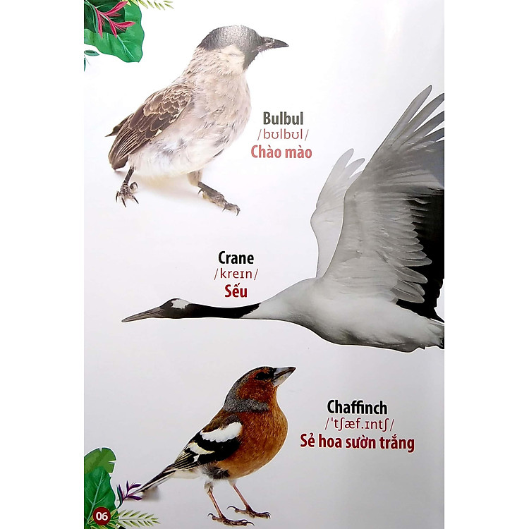 Thư Viện Hình Ảnh Song Ngữ Đầu Tiên Của Bé - Loài Chim - Ảnh 3