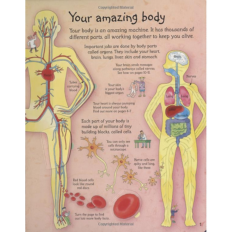 Tương Tác Tiếng Anh – Usborne See Inside Your Body