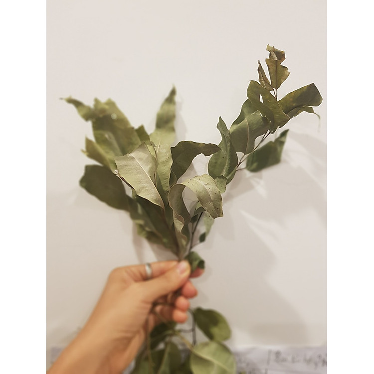 Lá khuynh diệp khô xông thơm 100gr Ưu đãi - Hình ảnh 3