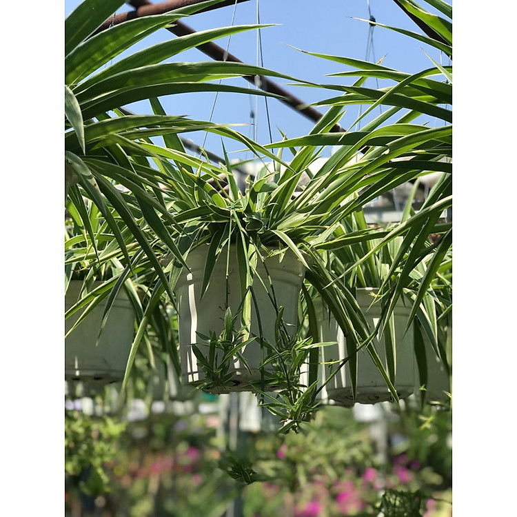 Cây cỏ nhện chậu treo