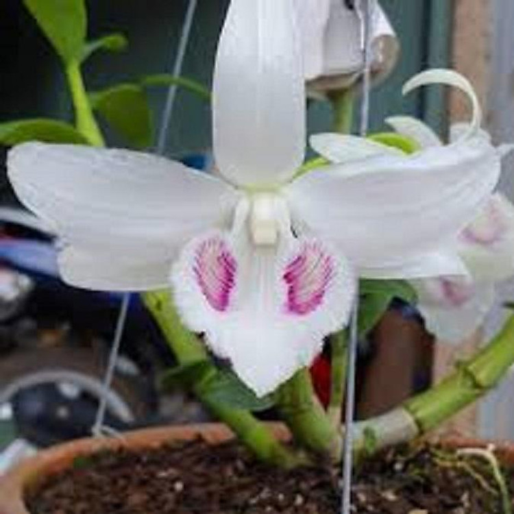 Phi điệp 5 CÁNH TRẮNG BẢO DUY (5ct)- HOA CỰC ĐẸP, HIẾM giá rẻ