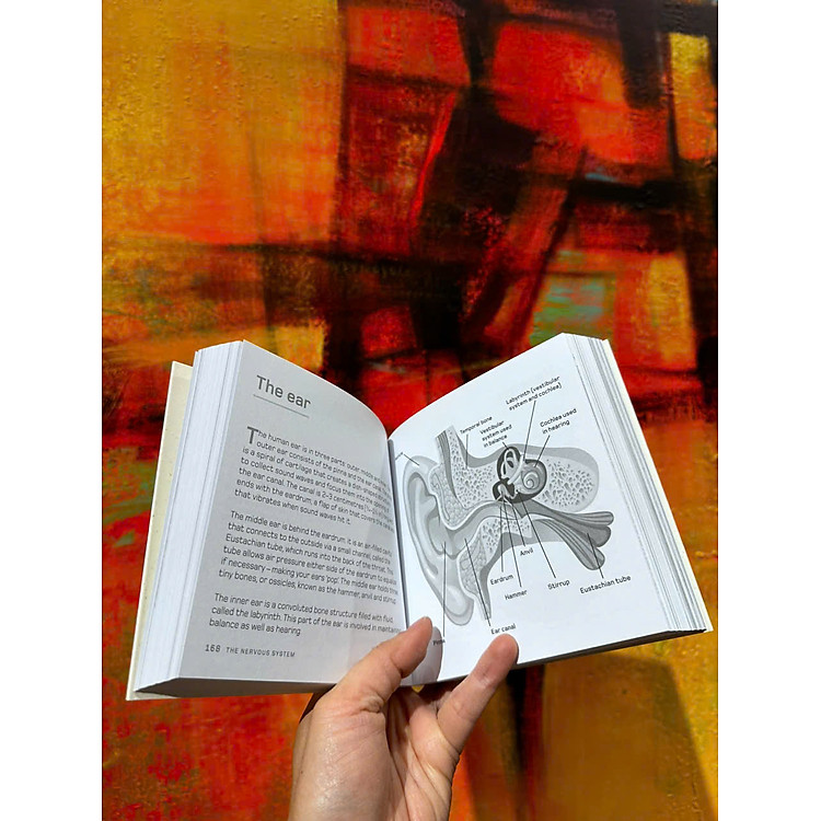 The Human Body in Minutes: 200 Key Concepts Illustrated and Explained in an Instant - Ảnh 4