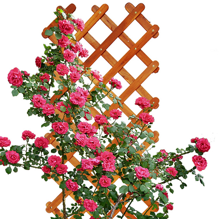 Giàn hoa hồng leo Gỗ Caro C190