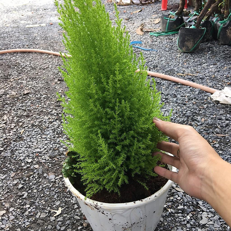 Chậu cây Tùng Thơm phong thủy và làm đẹp nhà cửa cho gia chủ