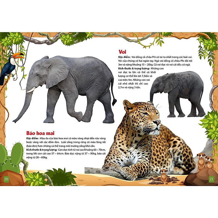 Khám Phá Động Vật 5 Châu - Châu Phi - Ảnh 2